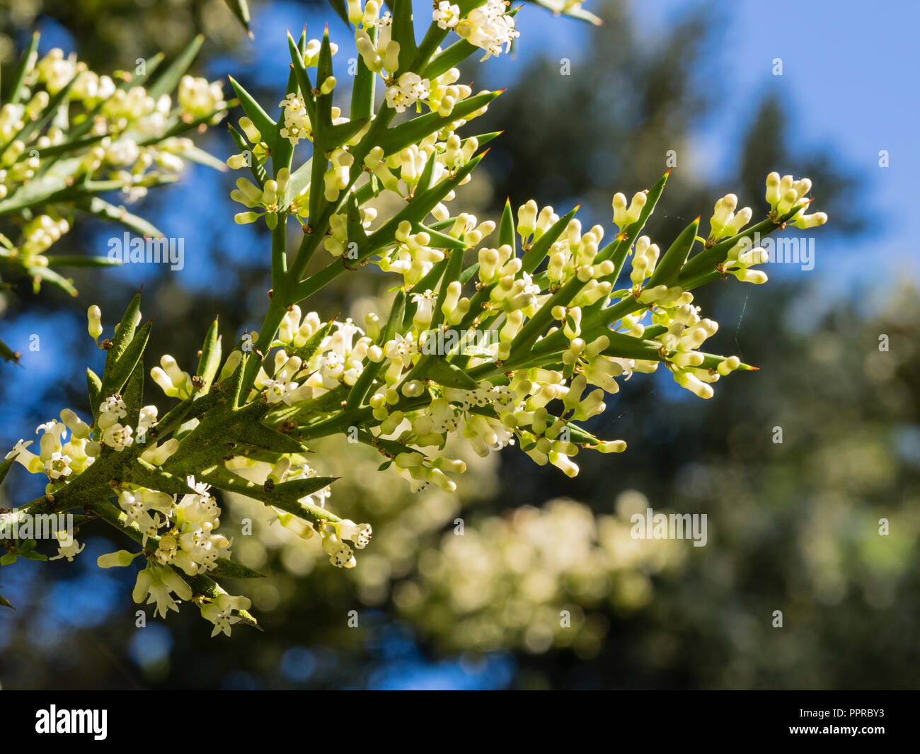 Inizio autunno fiori bianchi adornano le spinose foglie modificate della metà hardy Crocifissione thorn, hystrix Colletia (C.armata) Foto Stock