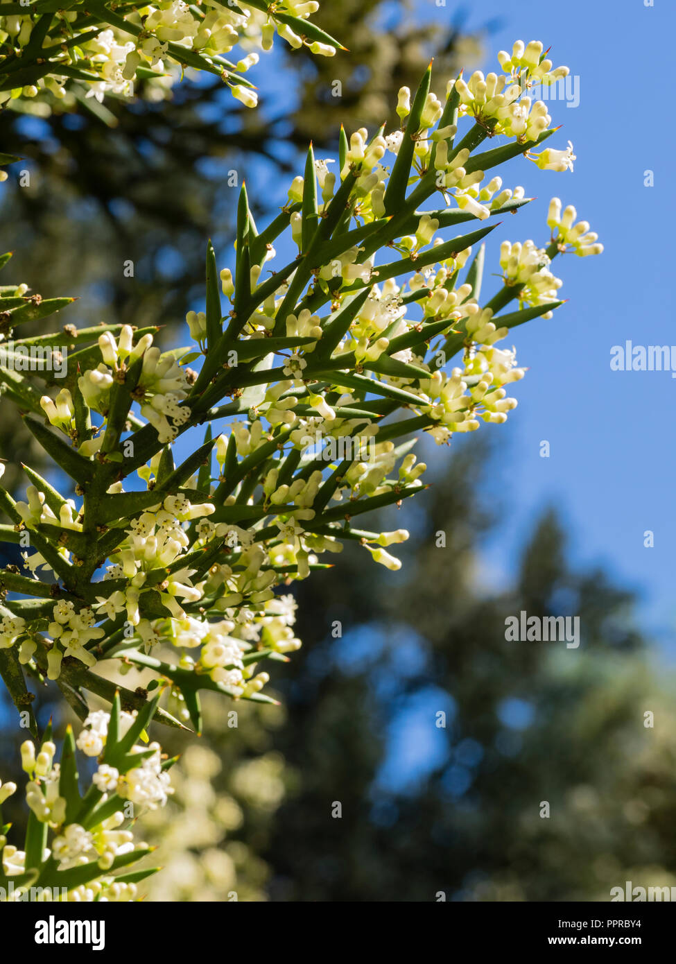 Inizio autunno fiori bianchi adornano le spinose foglie modificate della metà hardy Crocifissione thorn, hystrix Colletia (C.armata) Foto Stock