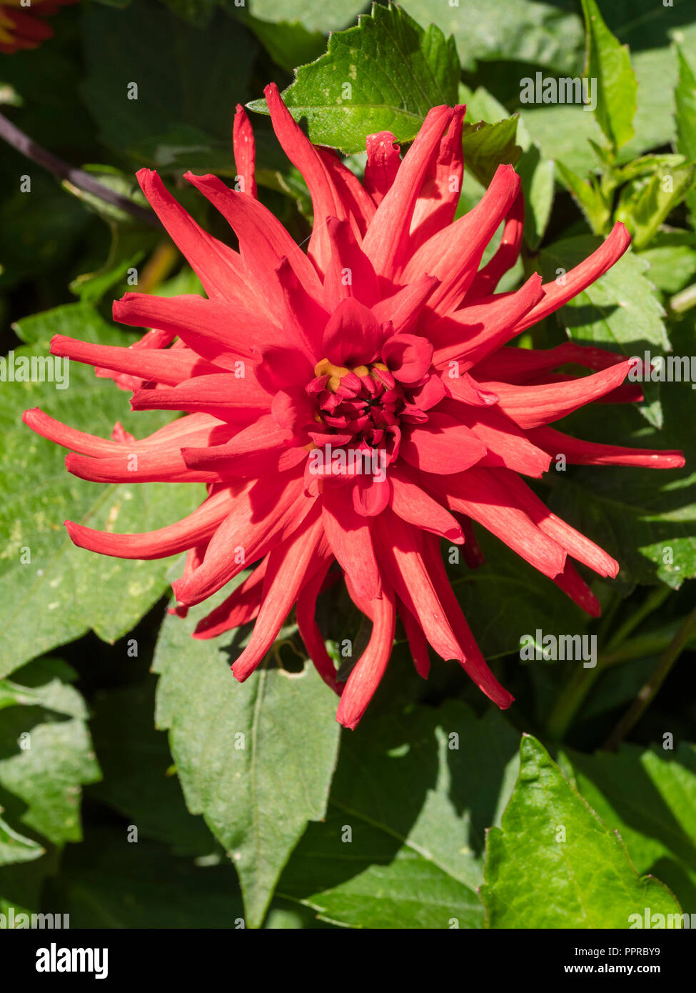 Rosso brillante semi cactus fiore della fioritura lunga estate lettiera vegetale, Dahlia 'Rosso' pigmea Foto Stock