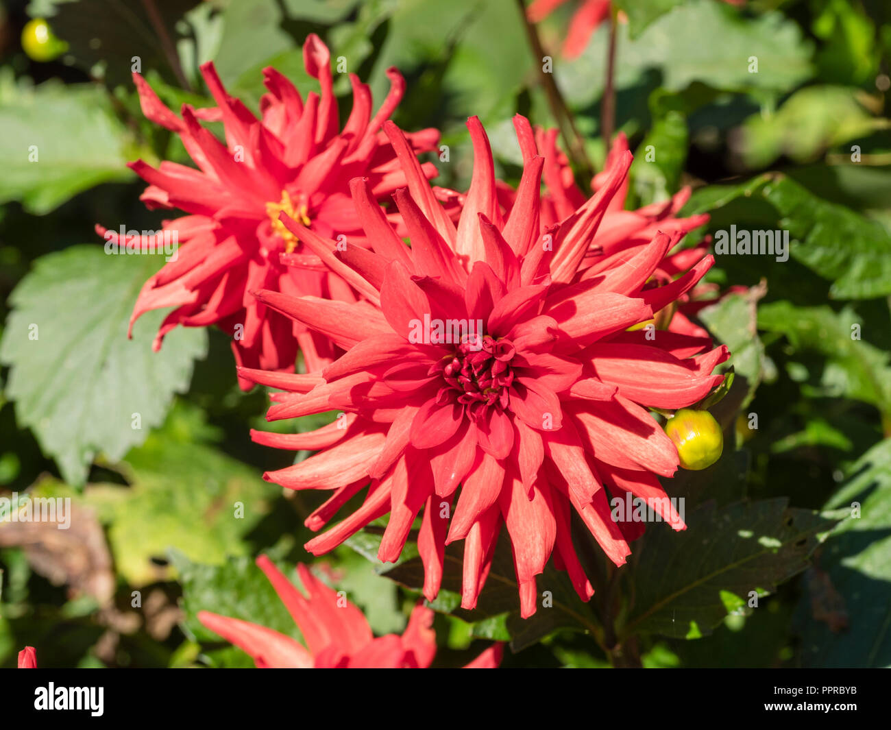 Rosso brillante semi cactus fiore della fioritura lunga estate lettiera vegetale, Dahlia 'Rosso' pigmea Foto Stock