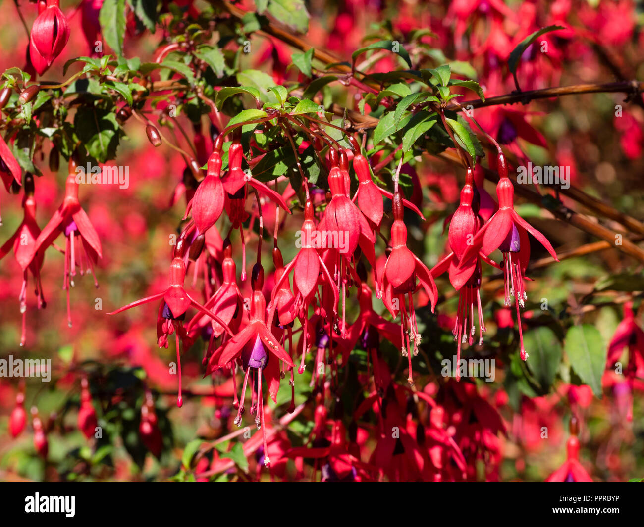 Fiore rosso, viola costeggiato, woody semi arbusto sempreverde, Fuchsia magellanica 'Ricartonii' Foto Stock