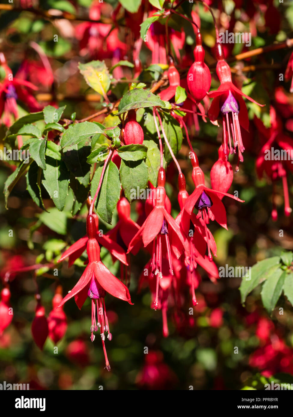 Fiore rosso, viola costeggiato, woody semi arbusto sempreverde, Fuchsia magellanica 'Ricartonii' Foto Stock