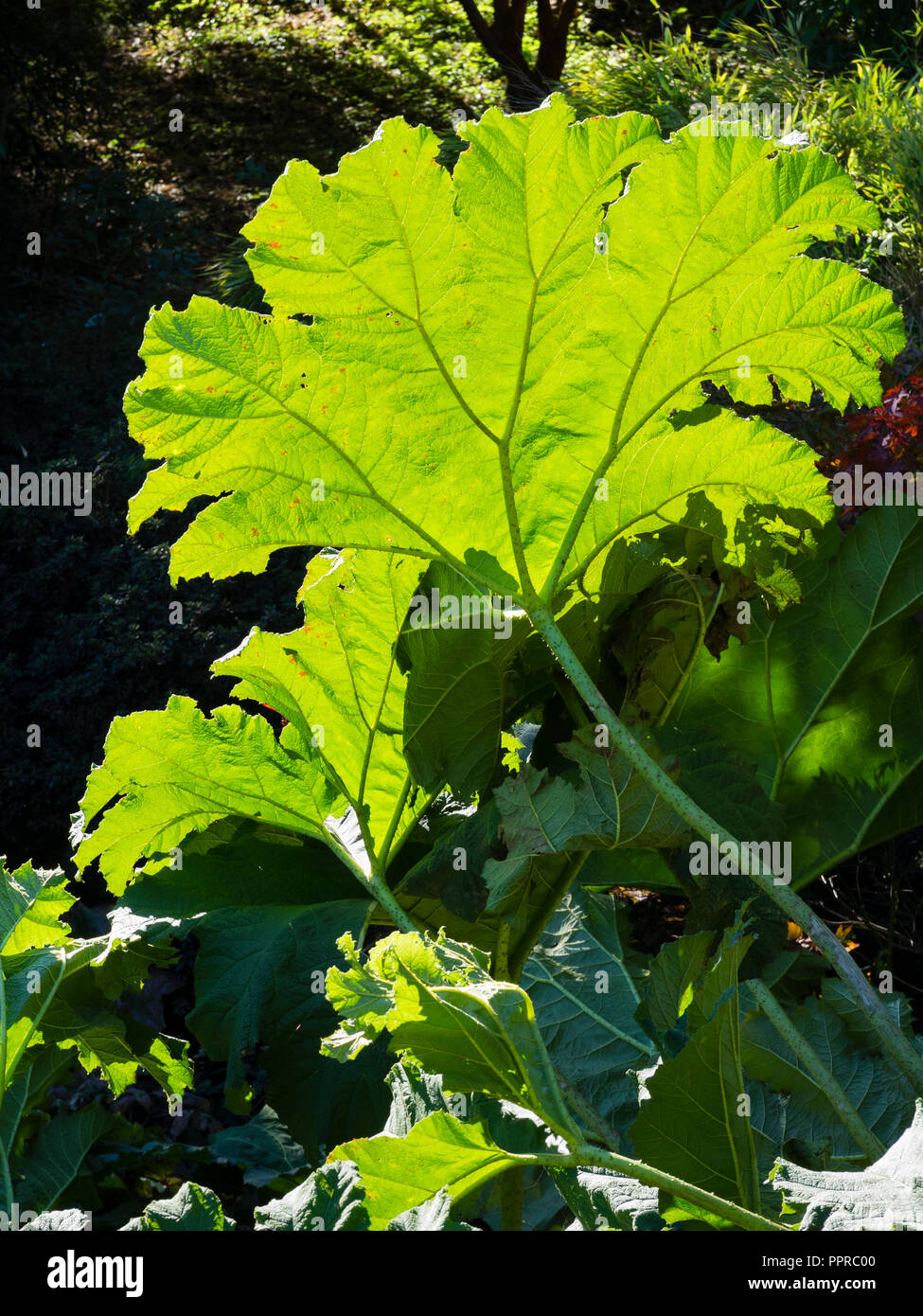 Il fogliame retroilluminato del gigante lasciato acquatico marginale ardito perenne, Gunnera manicata, che mostra la struttura di foglia Foto Stock