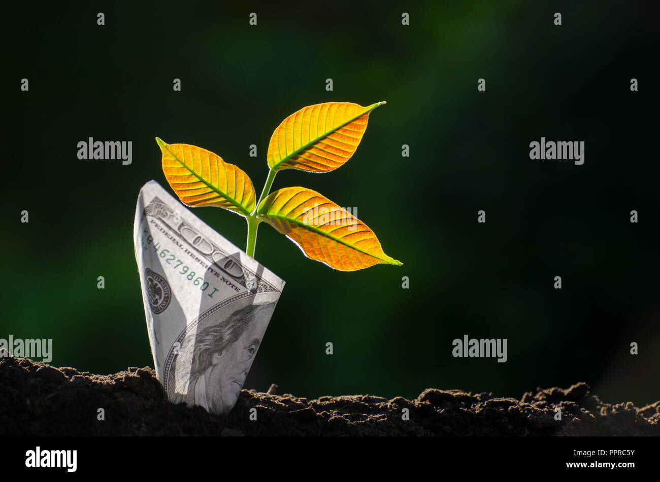 Banconote tree immagine della banconota con coltivazione di piante in alto per il business green fondo naturale di risparmiare denaro e di investimento Concetto finanziario Foto Stock