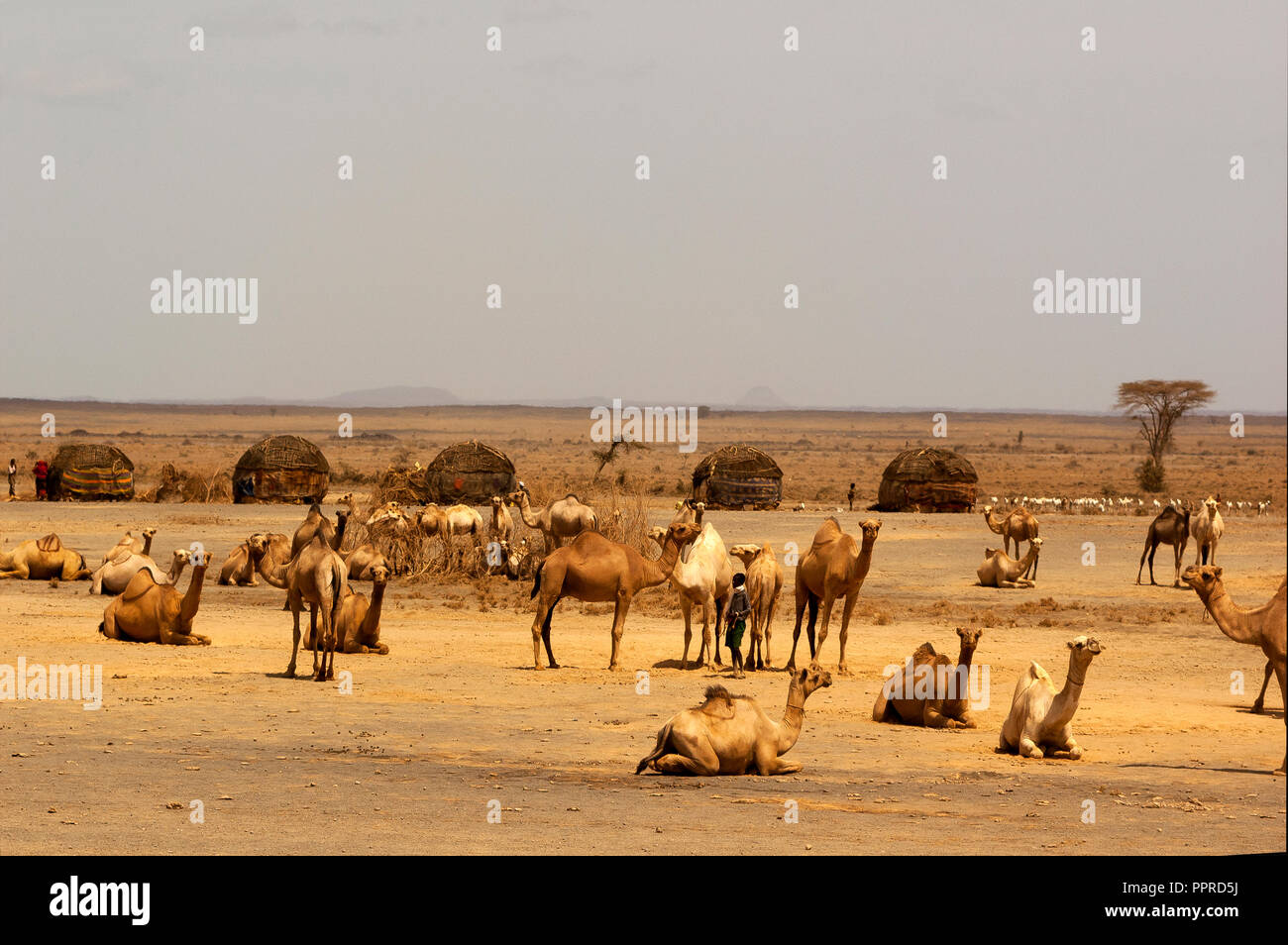 Ragazzo Rendille e la sua mandria di cammelli in corrispondenza della periferia di North Horr, Kenya Foto Stock