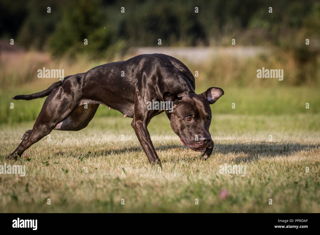 Attivo nero l'American Pit Bull Terrier femmina, in esecuzione con mantello lucido Foto Stock