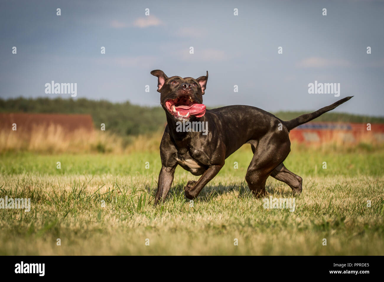 Attivo nero l'American Pit Bull Terrier femmina, in esecuzione con mantello lucido Foto Stock