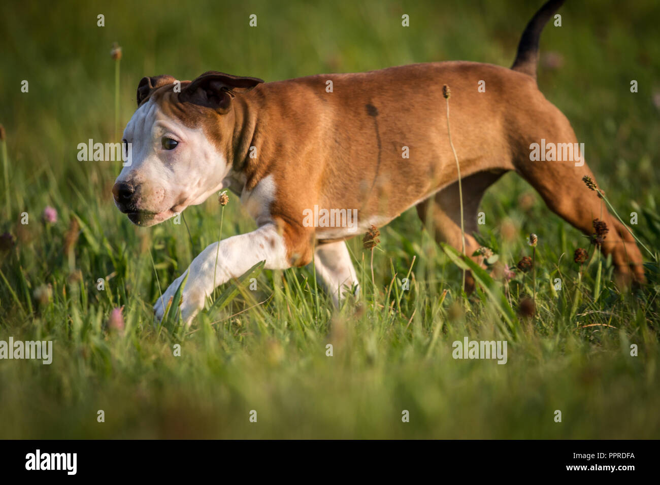 Cucciolo Bulldog che corre nel prato Foto Stock