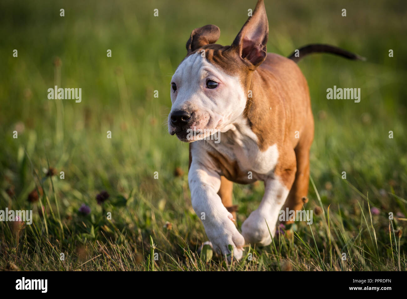 L'American Pit Bull Terrier cucciolo Foto Stock