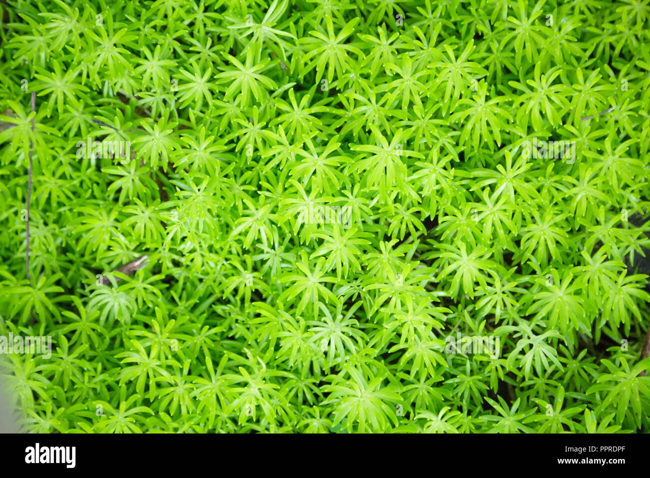 Goldmoss sedum o goldmoss stonecrop (Sedum acre), leaf succulento piante fiorite con acqua-memorizzazione lascia lo sfondo. Decorazione con zolla, turf pl Foto Stock