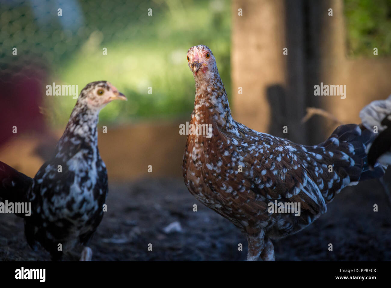 Due giovani galline di pollo, Steinhendl, Stoapiperl (Gallus gallus domesticus) specie gravemente minacciate di razza di pollo da Austria, Europa Foto Stock