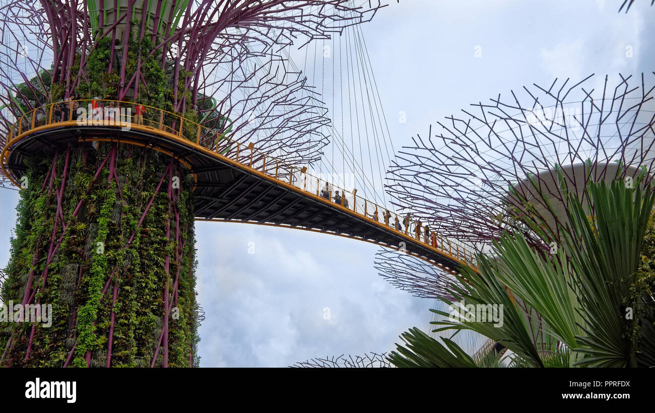 Singapore, Singapore - 07 agosto 2018: Il 'OCBC Skyway' trail passa ad una altezza tra due super-alberi. Sul sentiero sono turisti Foto Stock