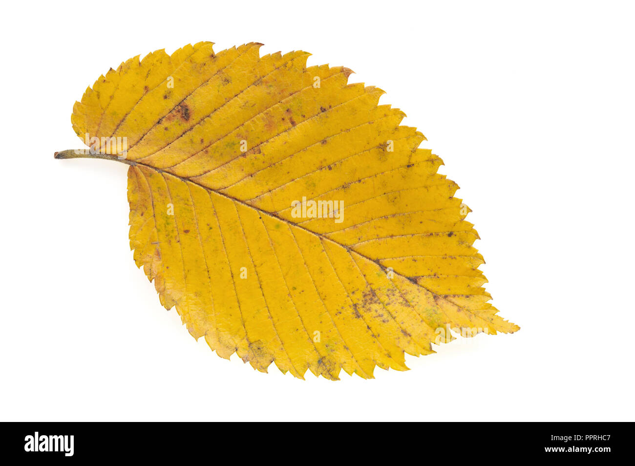 Foglia di olmo autunno isolato su sfondo bianco Foto Stock