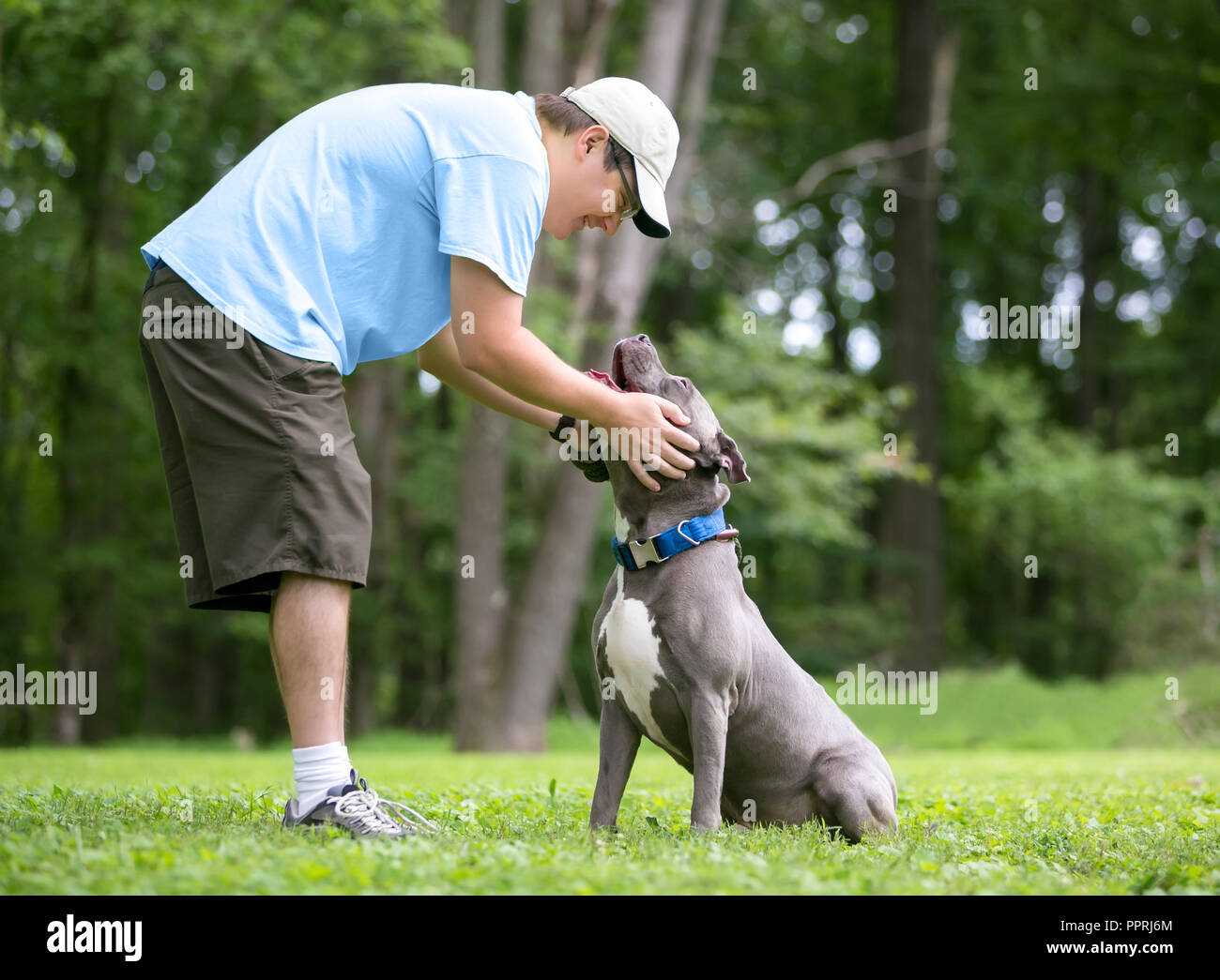 Una persona come accarezzare un grigio e bianco Pit Bull Terrier di razza cane all'aperto Foto Stock