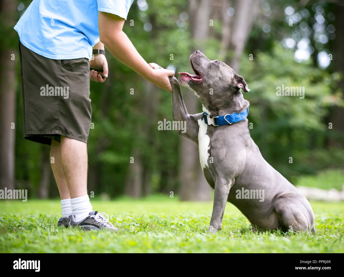 Un grigio e bianco Pit Bull Terrier di razza cane offrendo la sua zampata di una persona Foto Stock