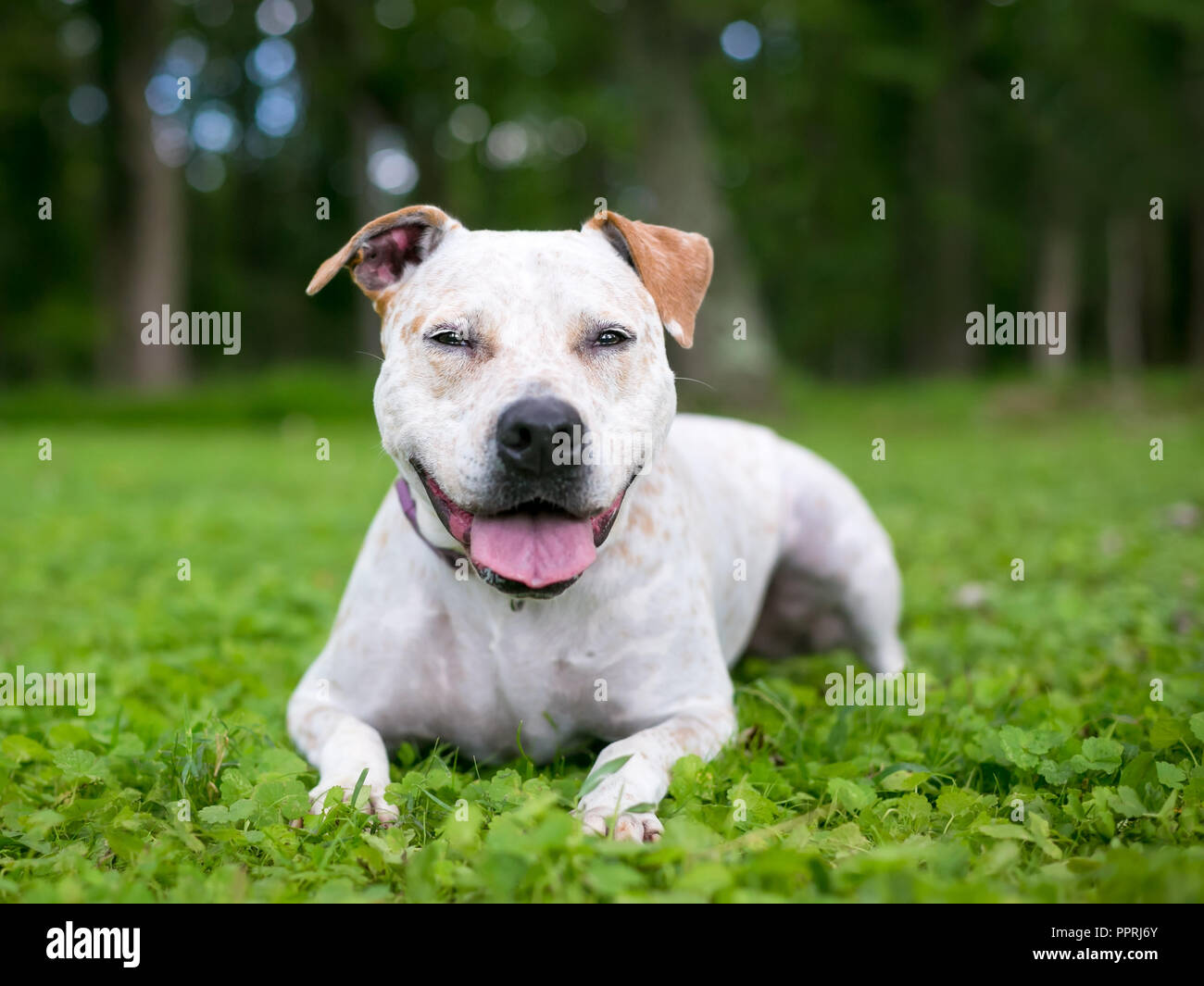 Un Terrier / Tedesco Shorthaired puntatore di razza cane con red merle marcature di relax all'aperto in erba Foto Stock