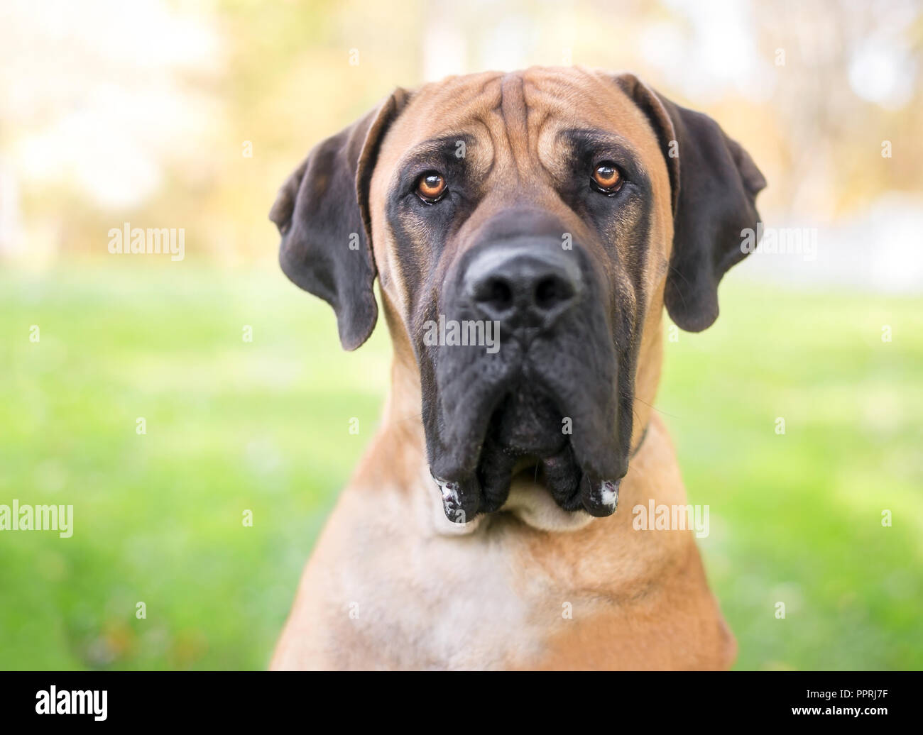 Un Boerboel cane con un espressione seria all'aperto Foto Stock