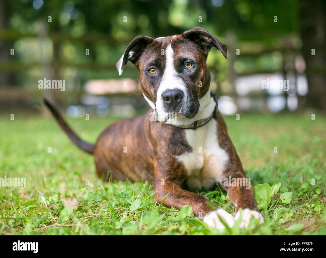 Un tigrato e bianco American Bulldog di razza mista rilassante del cane in erba Foto Stock