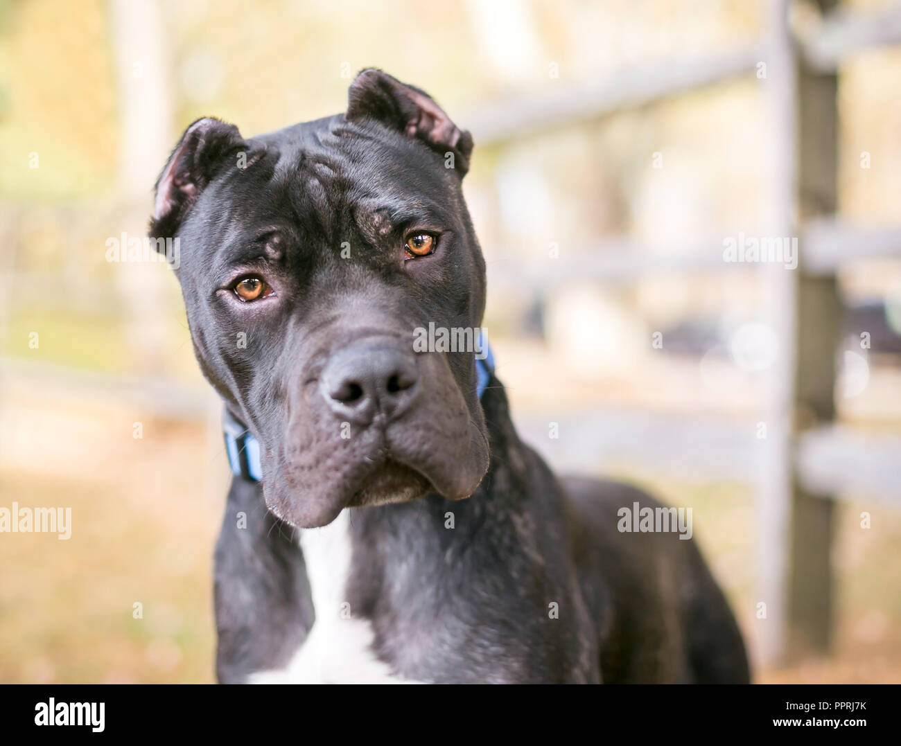 Una Presa Canario cane con orecchie, ascoltando con un inclinazione testata Foto Stock