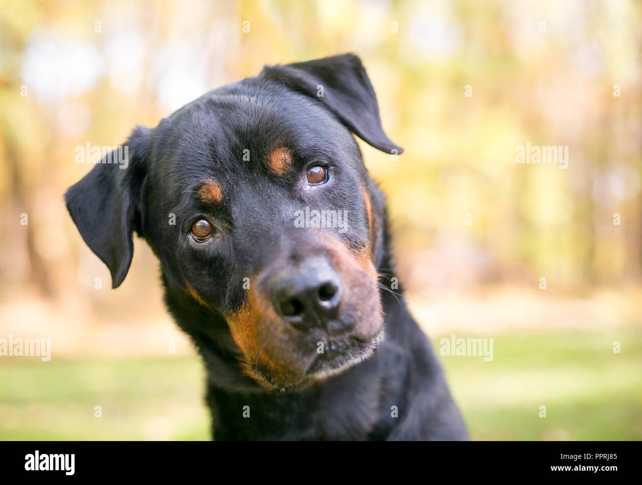 Un cane Rottweiler all'aperto ascoltando con un inclinazione testata Foto Stock