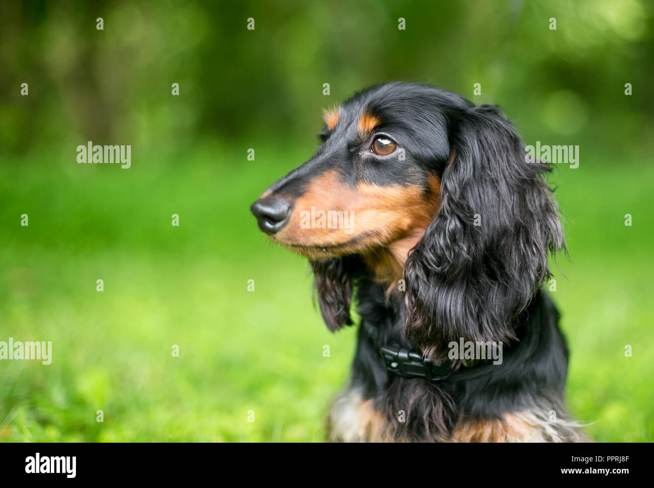 Profilo di un nero e rosso dal pelo lungo cane bassotto all'aperto Foto Stock