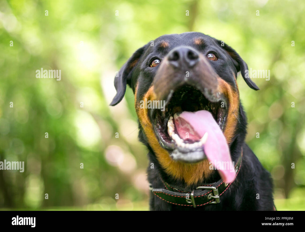 Close up di un rottweiler cane con la bocca aperta e la lingua di fuori, ansimando pesantemente Foto Stock