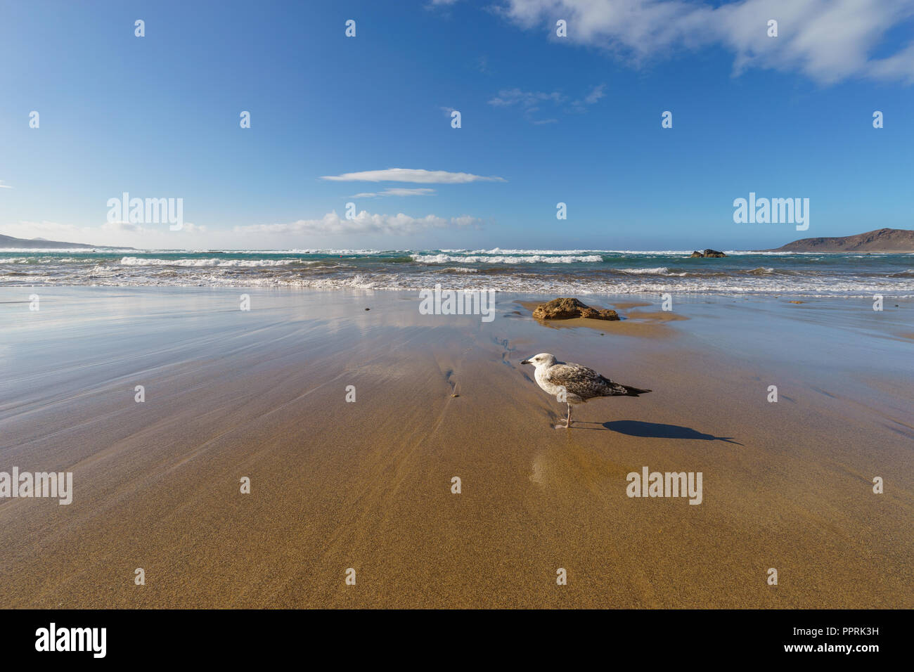 Single sea gull sulla spiaggia sabbiosa contro le onde Foto Stock
