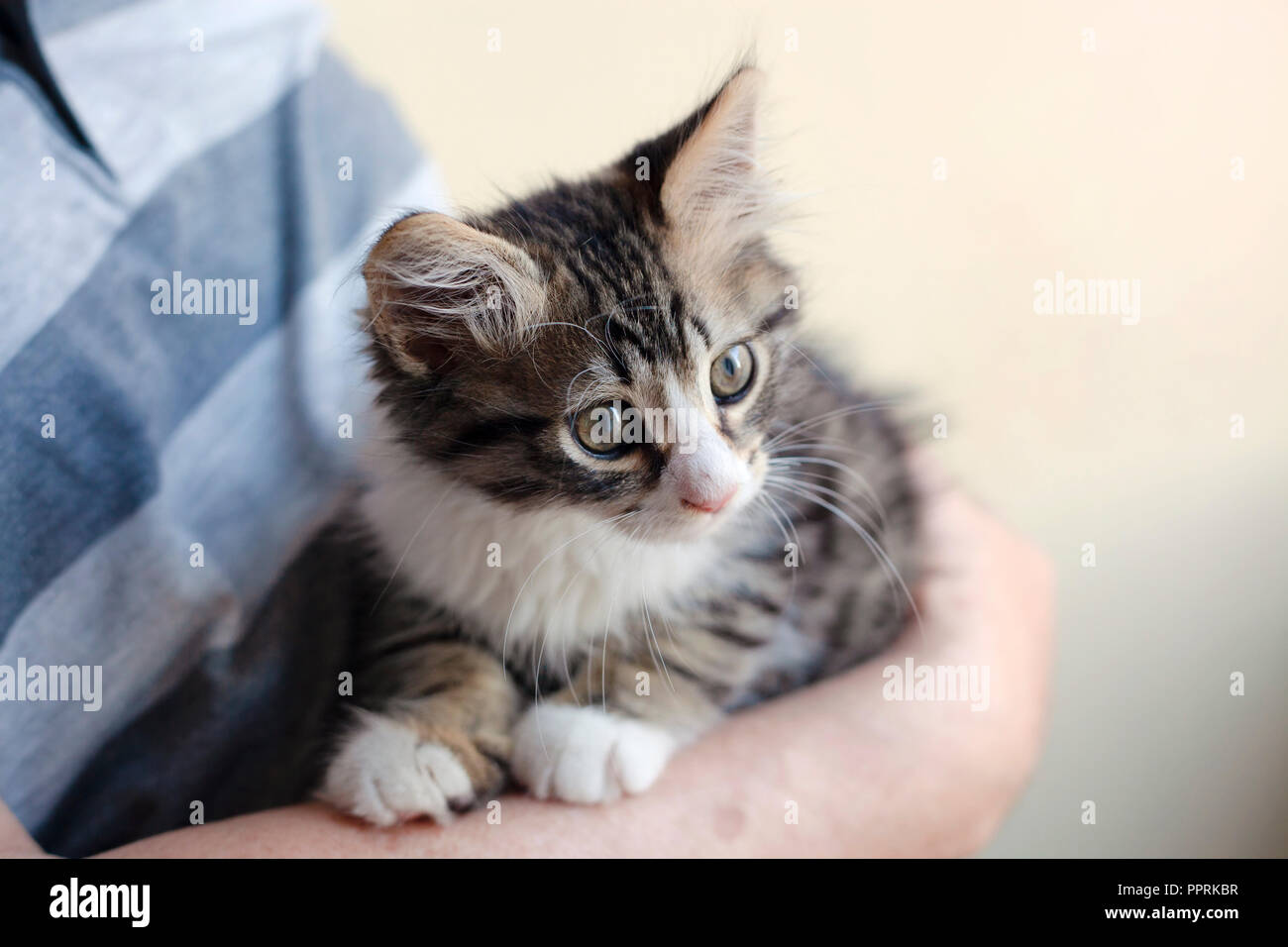 Carino gattino a portata di mano Foto Stock