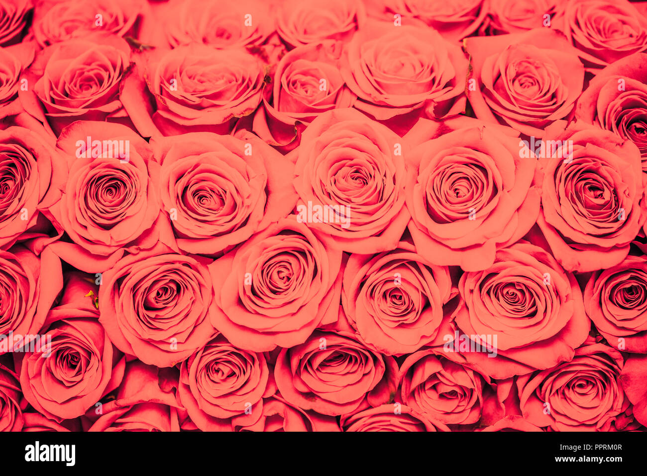Rose rosse sfondo Foto Stock