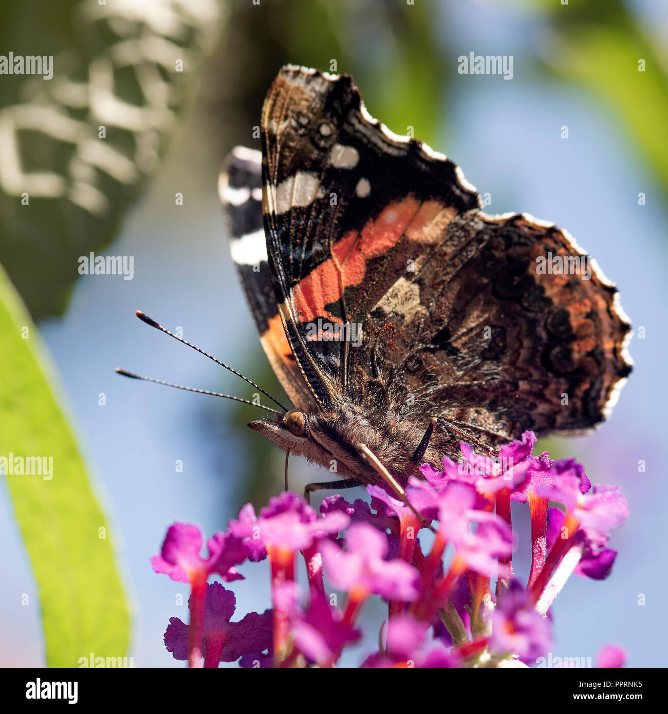 Un Rosso Admiral Butterfly alimentare su Nectar su un viola Buddleia fiore in un giardino in Alsager Cheshire England Regno Unito Regno Unito Foto Stock