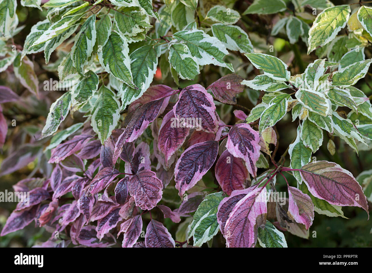 Sanguinello variegata di diffusione perenne foglie verdi e viola e foglie di rosa. Tonalità più scura al centro che ai bordi. Steli rosso Foto Stock