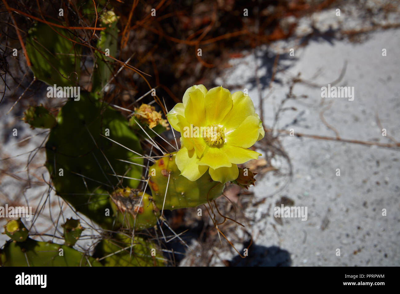 Giallo Ficodindia fiore che sboccia in Hobe Sound National Wildlife Refuge, Florida Foto Stock