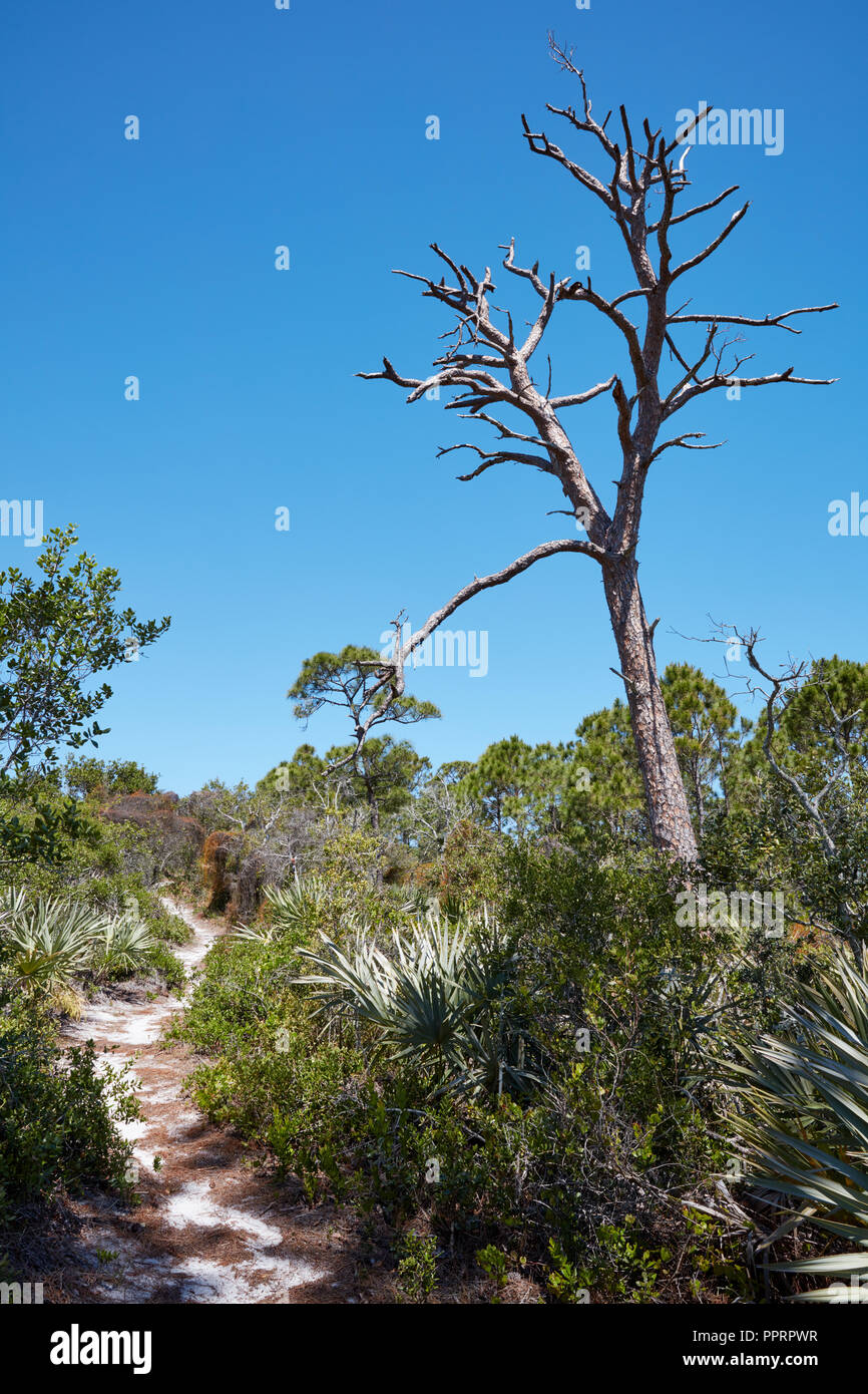Sentiero escursionistico avvolgimento passato un albero morto in Hobe Sound National Wildlife Refuge, Florida Foto Stock