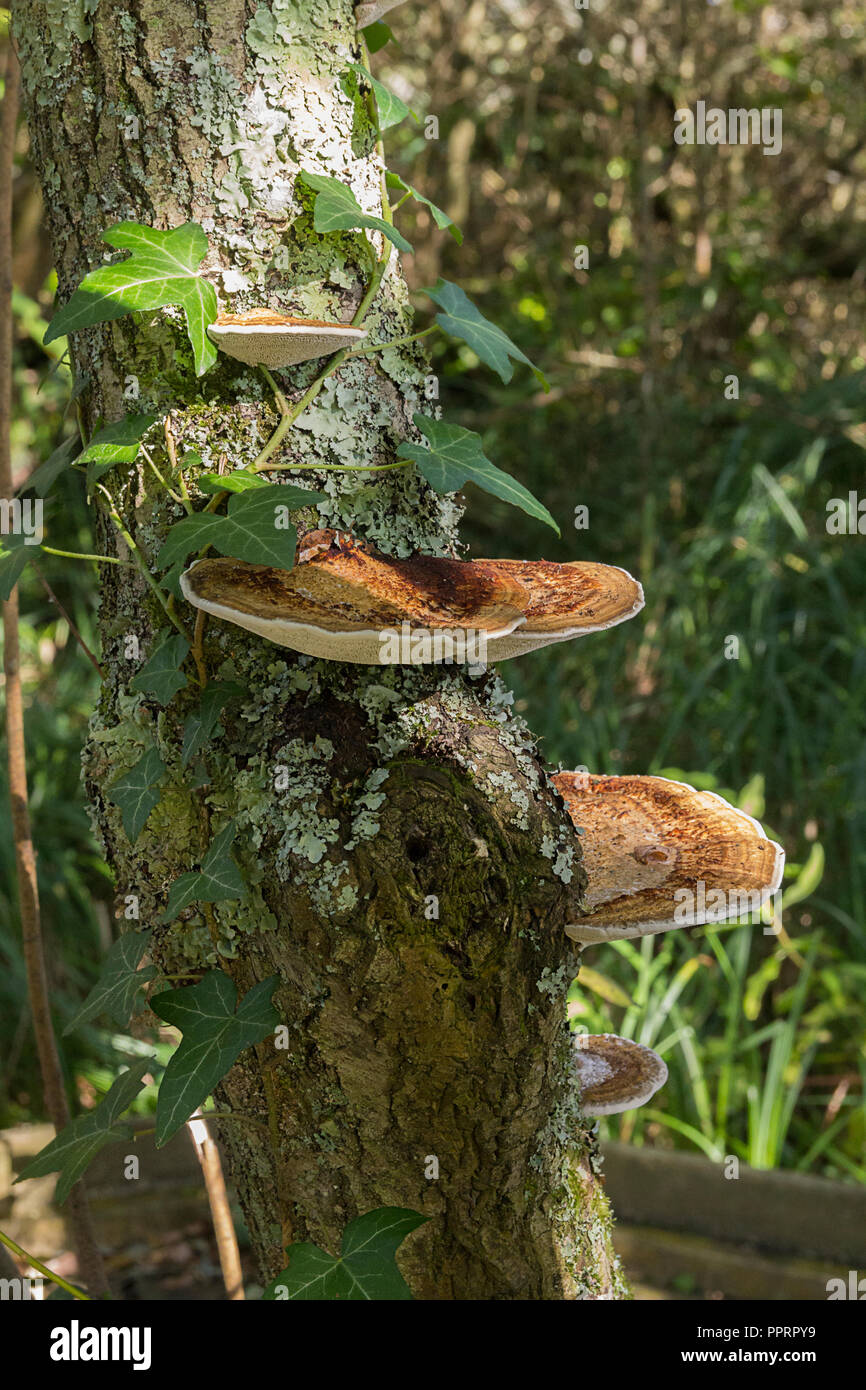 Livelli di mensola o ripiano come funghi Oyster fungo con squame biancastre sul lato inferiore e marrone chiaro o marrone aranciato superficie superiore. Cresce in livelli sui trunk. Foto Stock