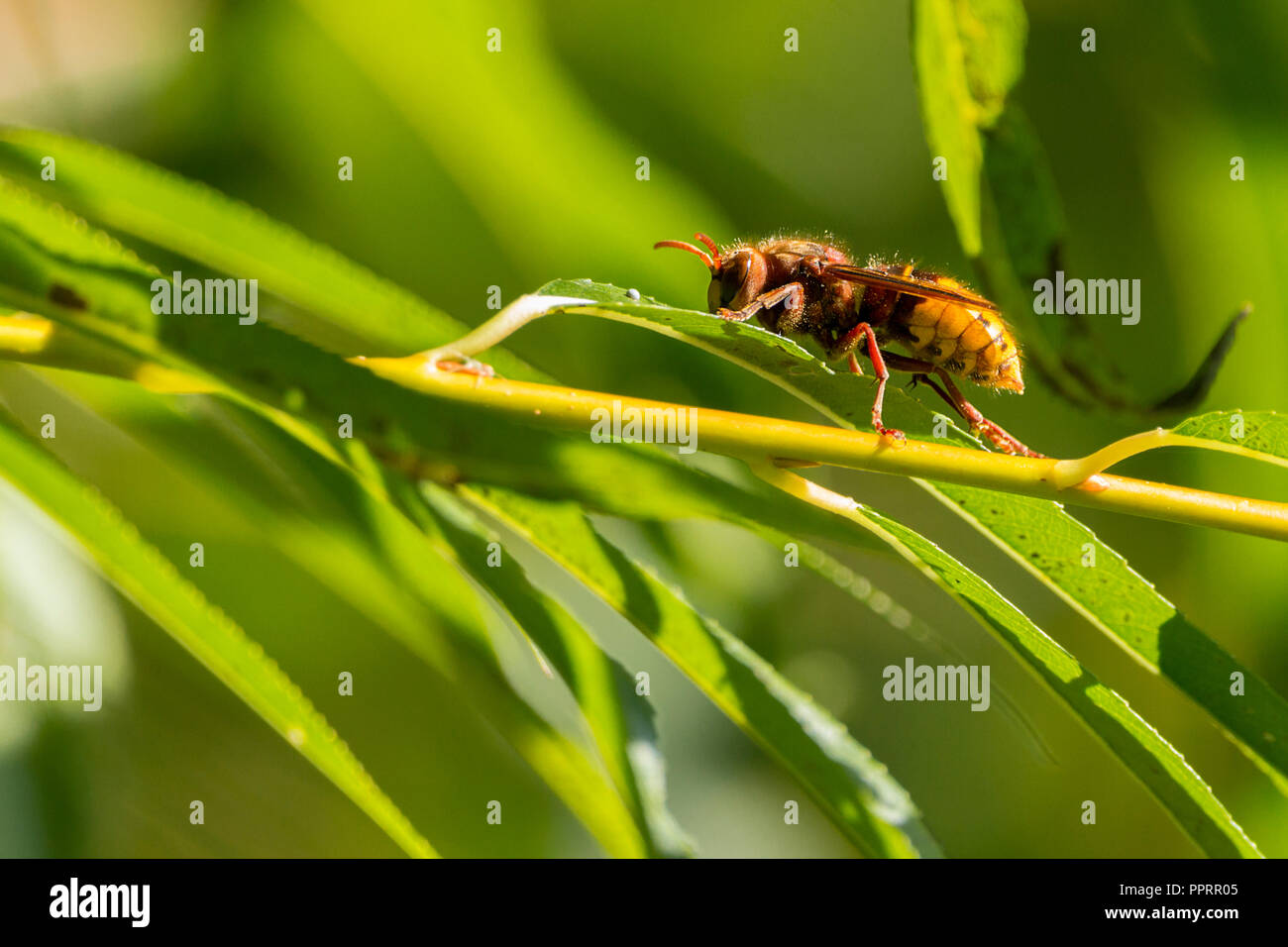 Hornet (Vespa crabro) Britains più grande wasp con marrone e giallo opaco colorazione. Pulizia dopo l alimentazione su ivy le teste dei fiori residuo nelle vicinanze. Foto Stock