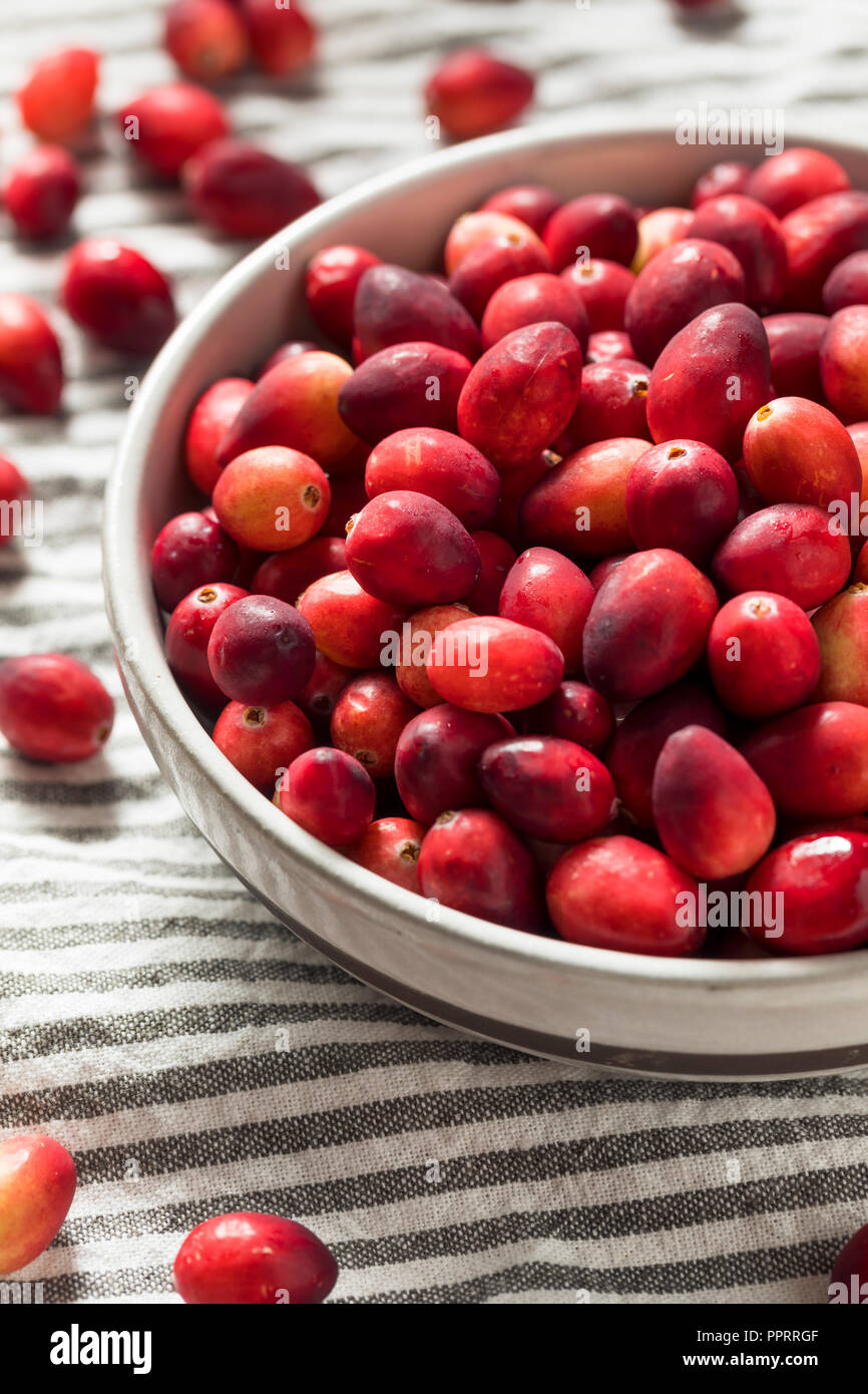 Materie organico rosso di mirtilli rossi pronto a cucinare con Foto Stock