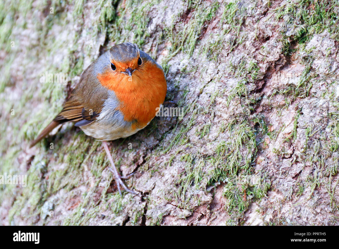 Unico Europeo adulto Robin (Erithacus Rubecula) arroccato sul fianco di un albero Foto Stock