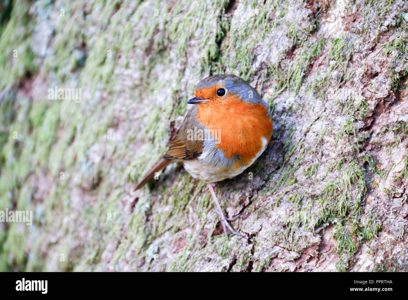 Unico Europeo adulto Robin (Erithacus Rubecula) arroccato sul fianco di un albero Foto Stock