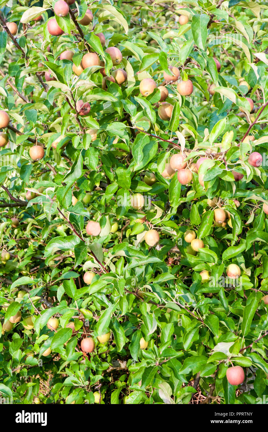 Partite di mele su melo in estate Foto Stock