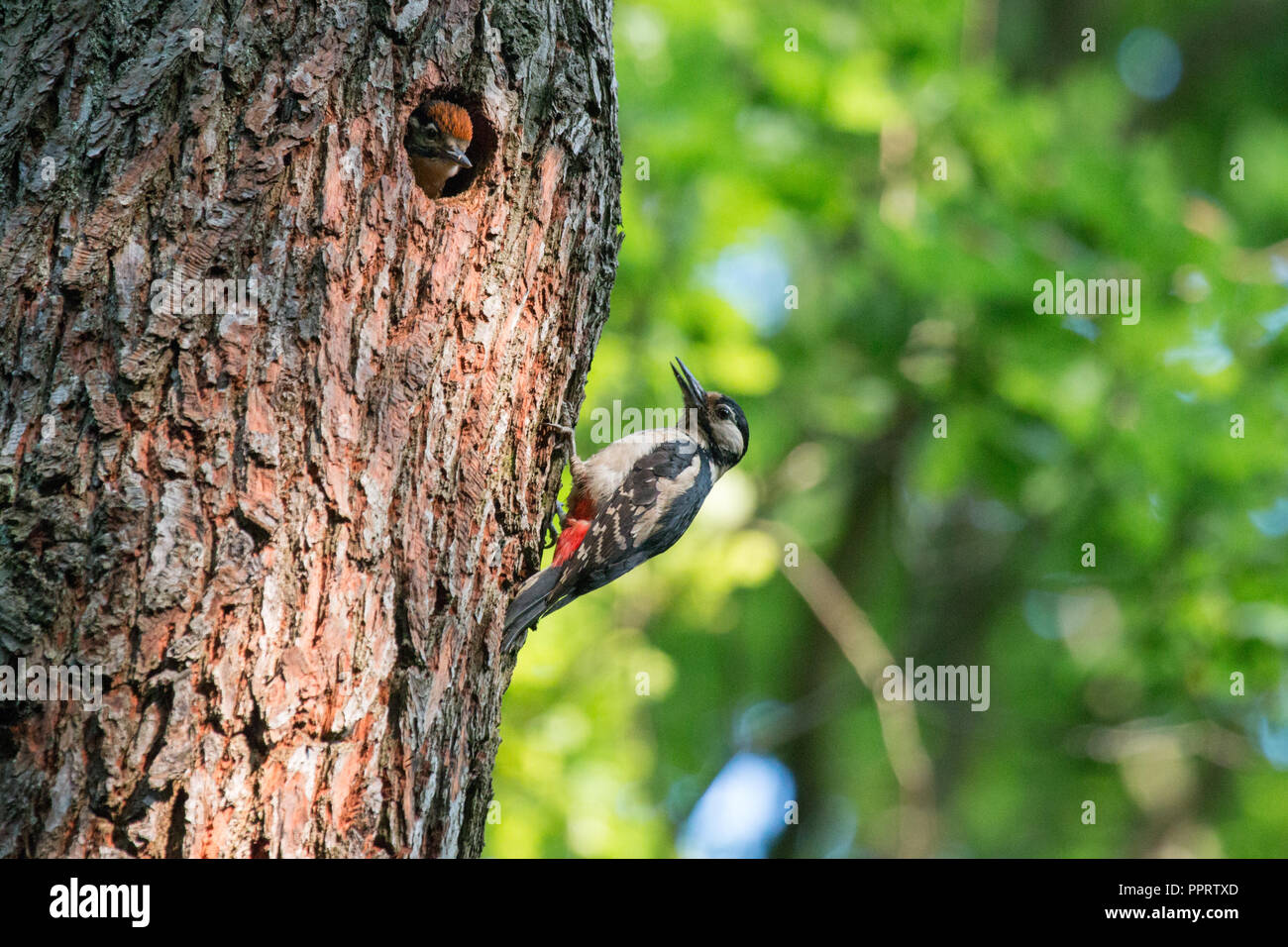 Un adulto Picchio Rosso alimenta un pulcino nel nido. Sheffield, Regno Unito Foto Stock