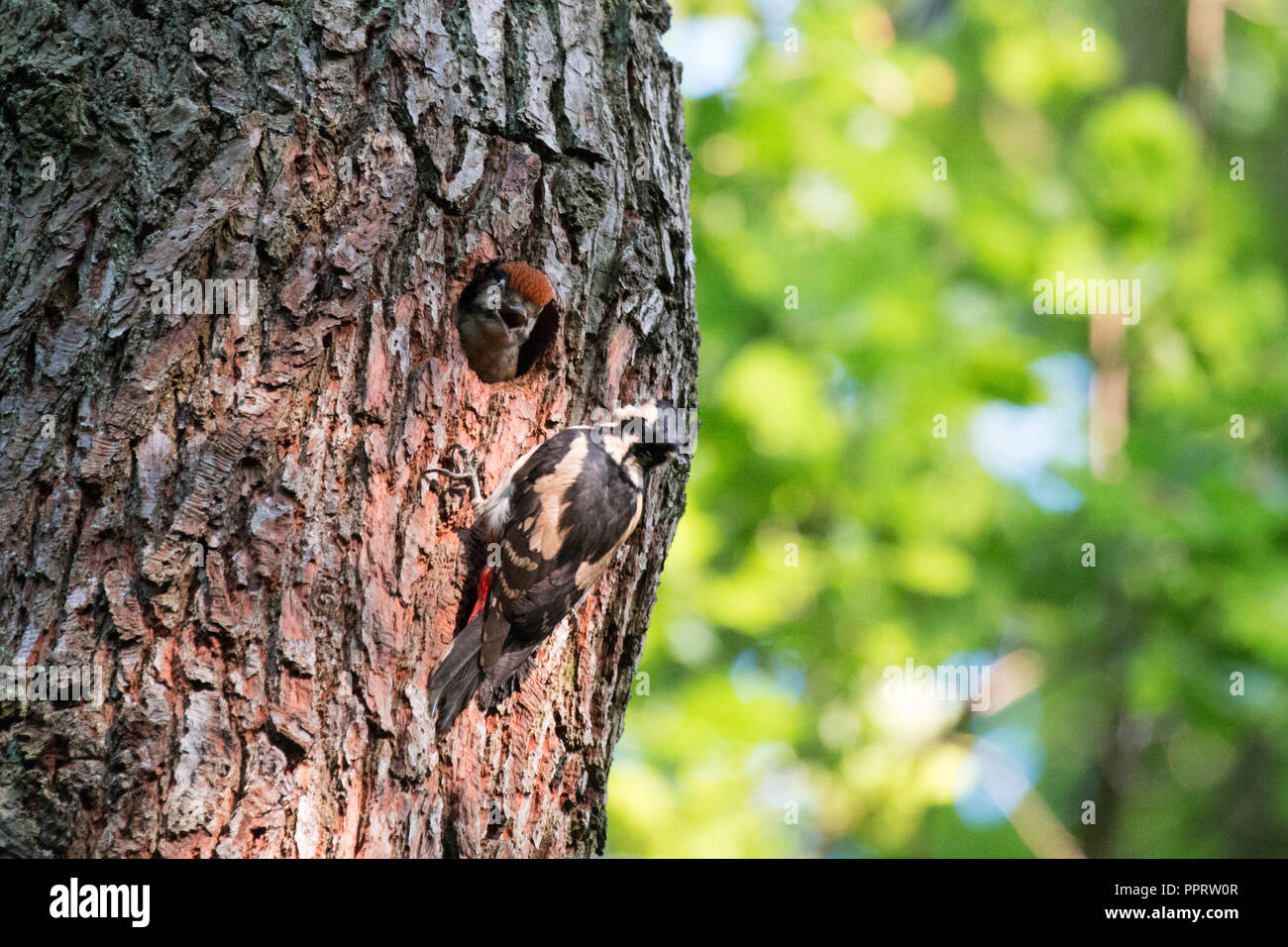 Un adulto Picchio Rosso alimenta un pulcino nel nido. Sheffield, Regno Unito Foto Stock
