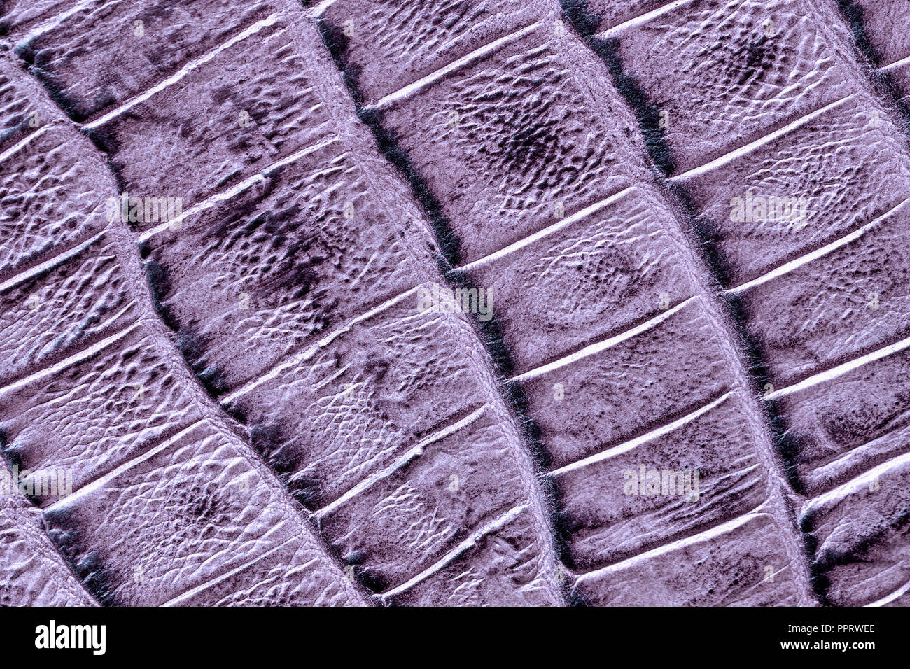 La custodia in vera pelle con texture imitazione rettile esotico, luce violetta superficie opaca, sfondo alla moda Foto Stock