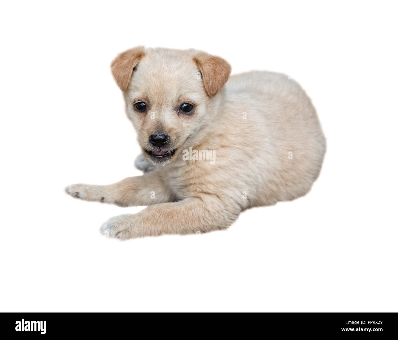 Piccolo cucciolo risiede e sorrisi - immagine isolata Foto Stock