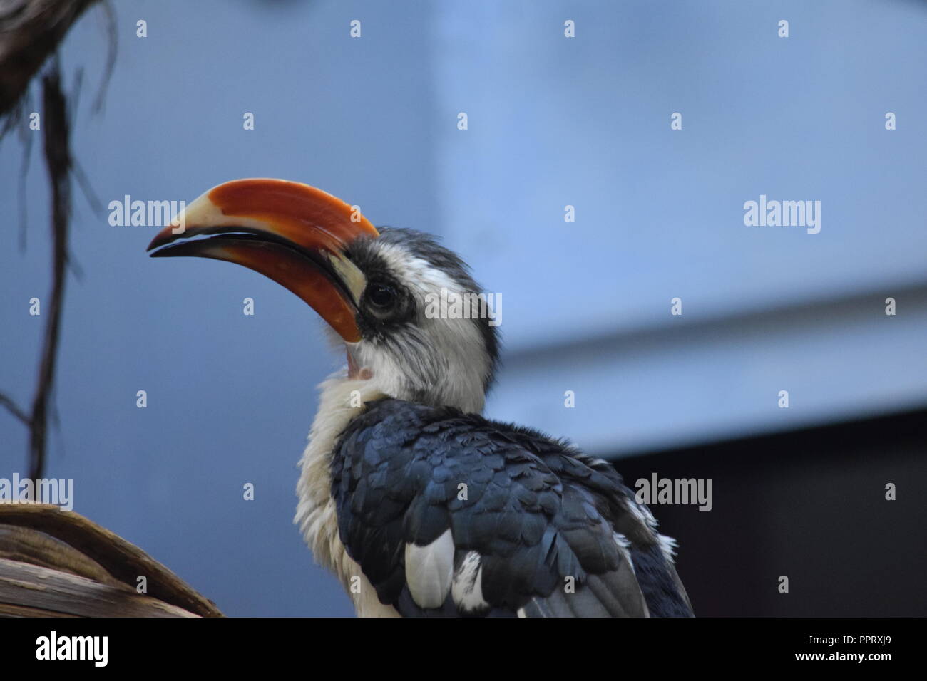 Von der Decken's Hornbill Close Up Foto Stock
