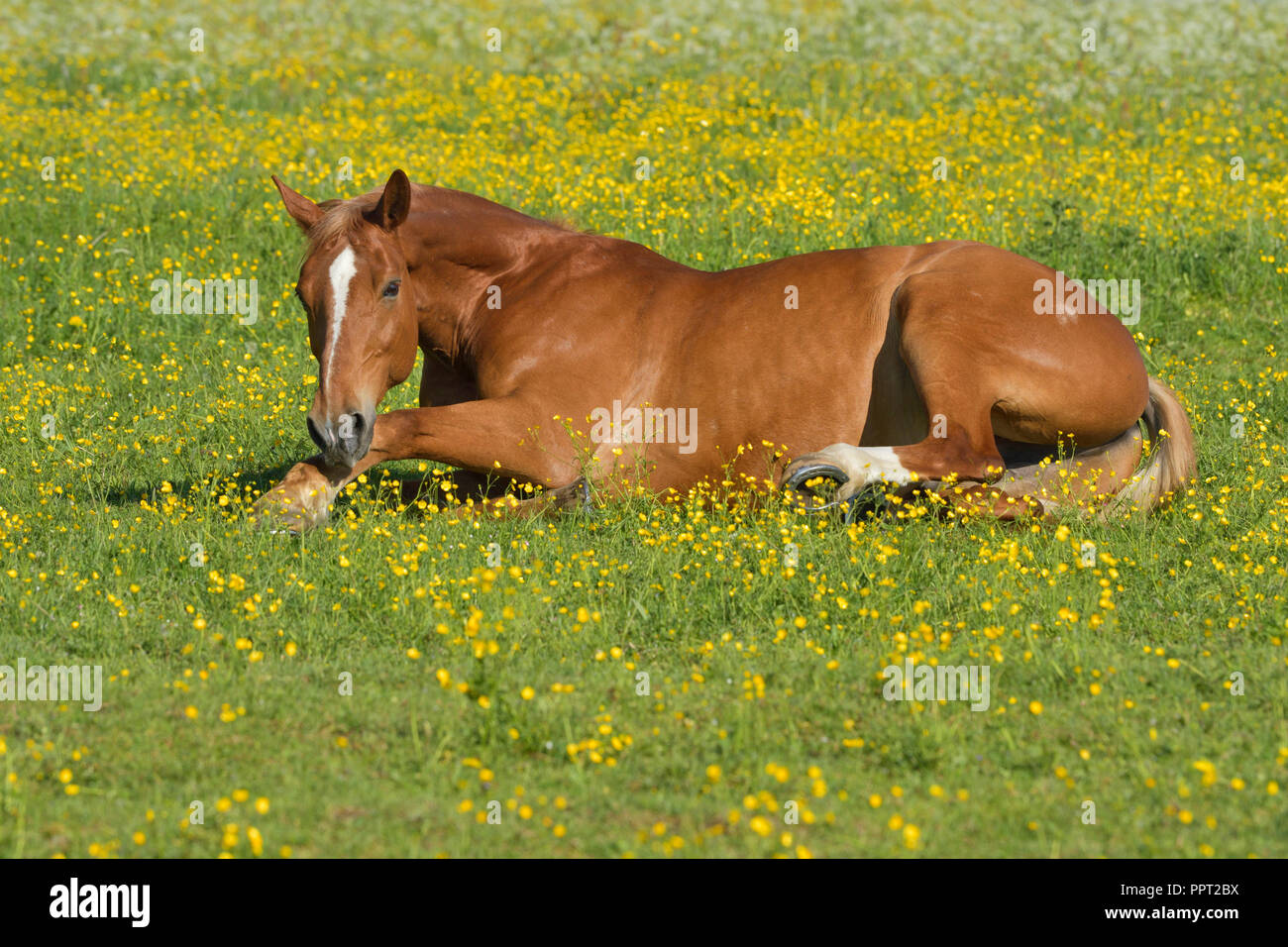 Cavallo di laminazione in un prato di fiori Foto Stock