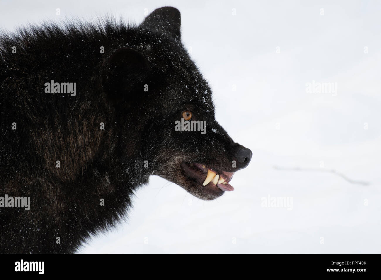 Timberwolf (Canis lupus lycaon), Wildpark Kasselburg, Gerostein, Deutschland Foto Stock