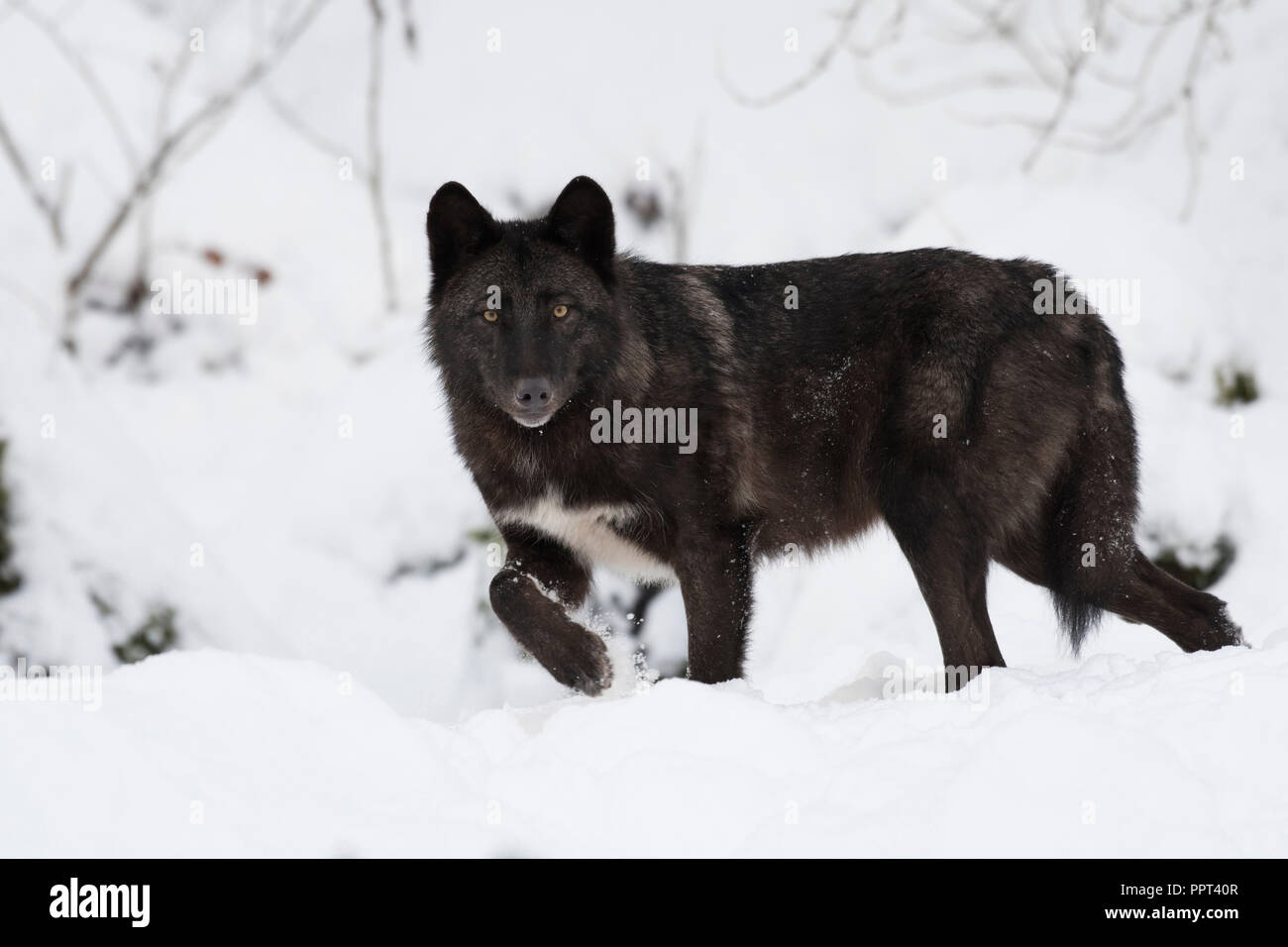 Timberwolf (Canis lupus lycaon), inverno, Schnee, Wildpark Kasselburg, Gerostein, Deutschland Foto Stock