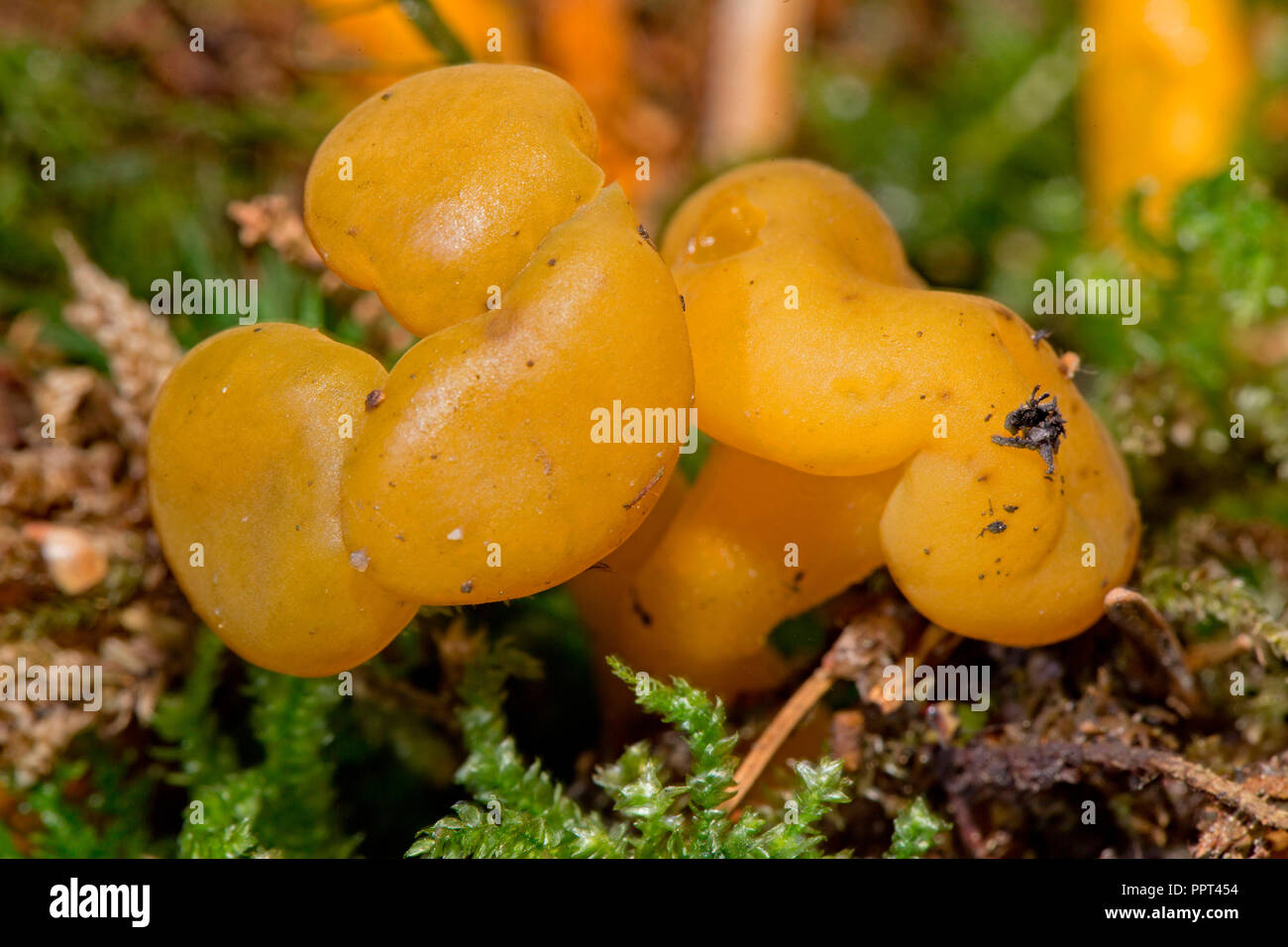 Jelly baby, (Leotia lubrica) Foto Stock