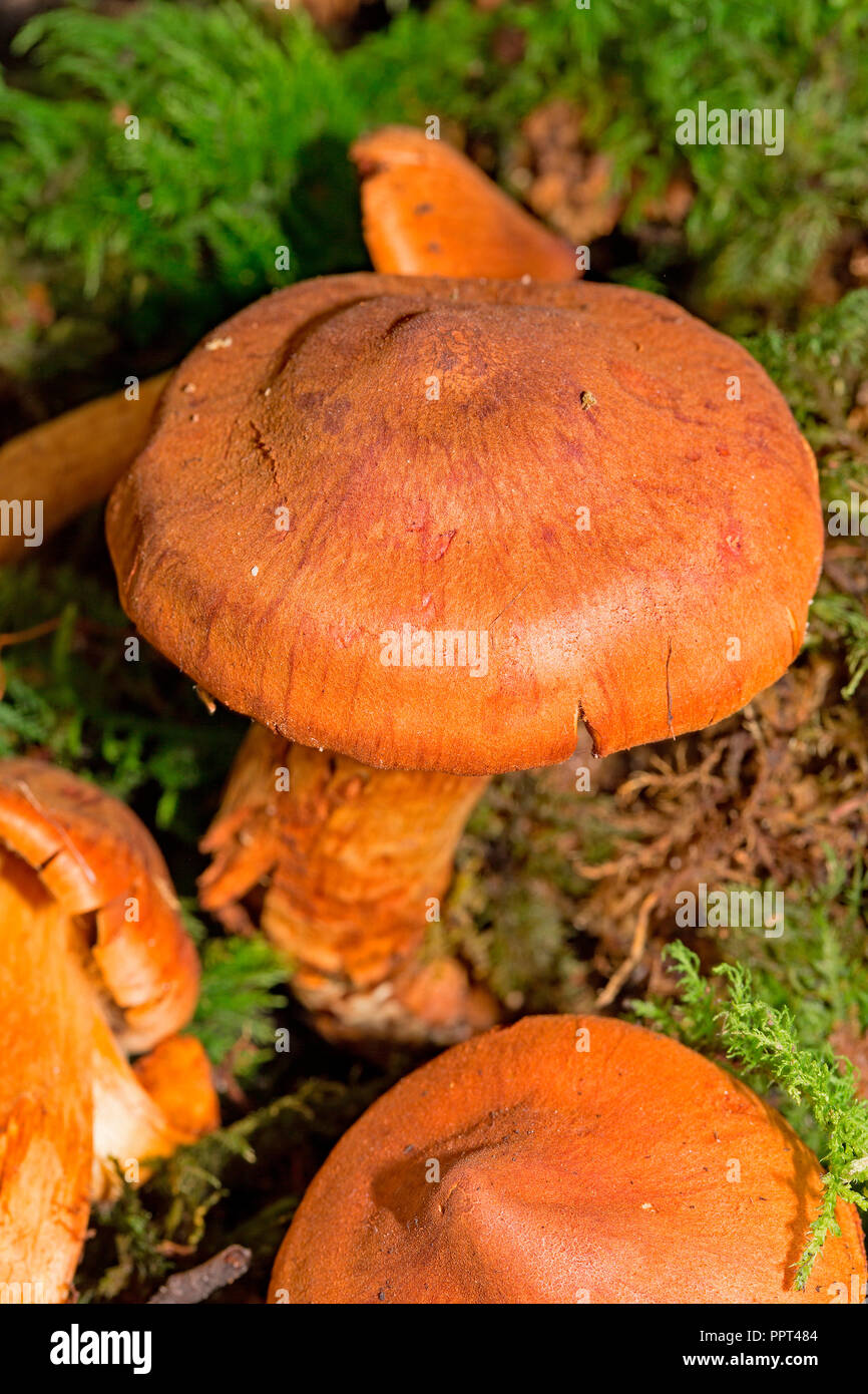 Webcap mortale, (Cortinarius rubellus) Foto Stock