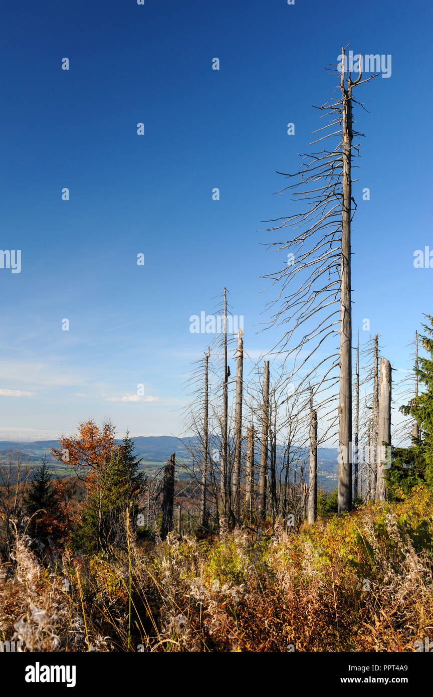 Foresta di morti, ottobre, Lusen, Parco Nazionale della Foresta Bavarese, Germania Foto Stock